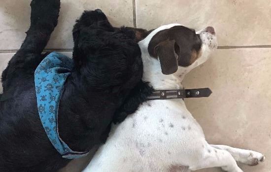 Two dogs sleeping next to each other