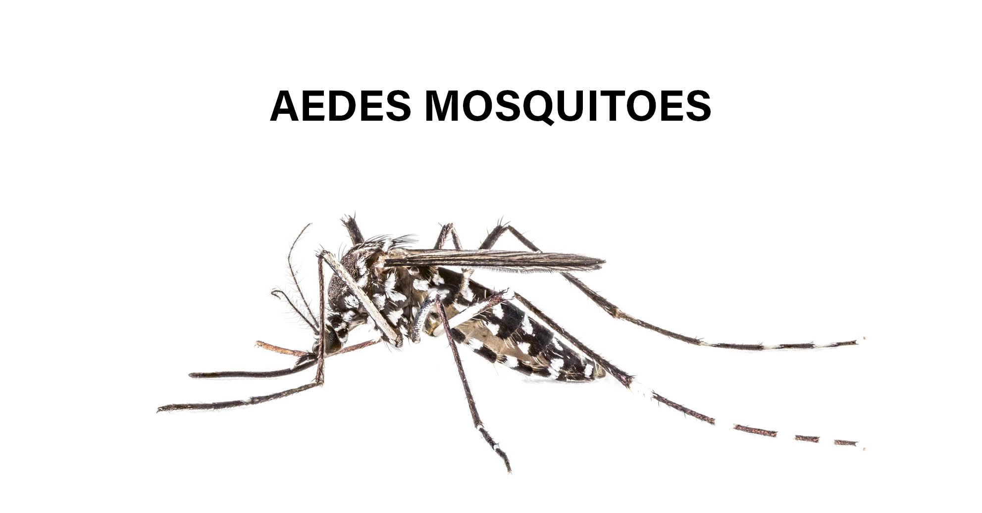 Aedes Mosquitoes